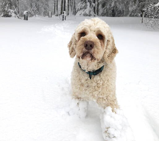 Foto Hund Jamiro im Schnee
