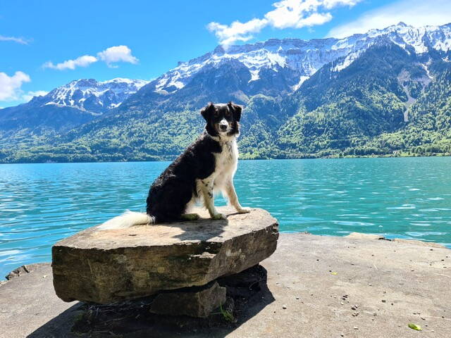 Hund am See